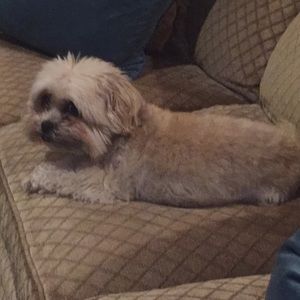 Meet your Posher, Susan